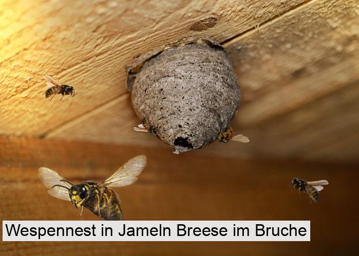 Wespennest in Jameln Breese im Bruche